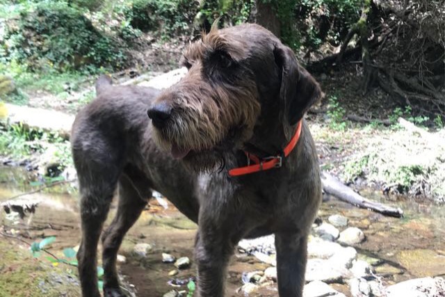 Vermisstmeldung Hund  Männliche , 49 jahre Vescovato Frankreich