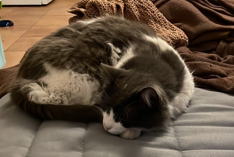 Fundmeldung Katze Männliche , 3 Jahre Bastia Frankreich