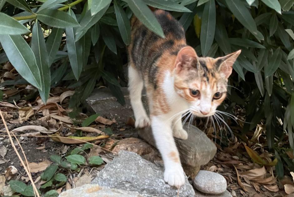 Discovery alert Cat Female Castellare-Di-Casinca France