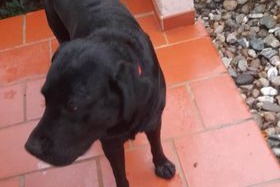 Discovery alert Dog  Male San-Nicolao France