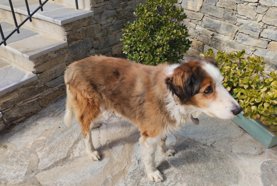Discovery alert Dog miscegenation Male Penta-di-Casinca France