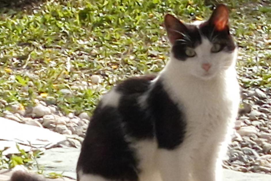 Alerte Disparition Chat croisement Mâle , 5 ans Centuri France