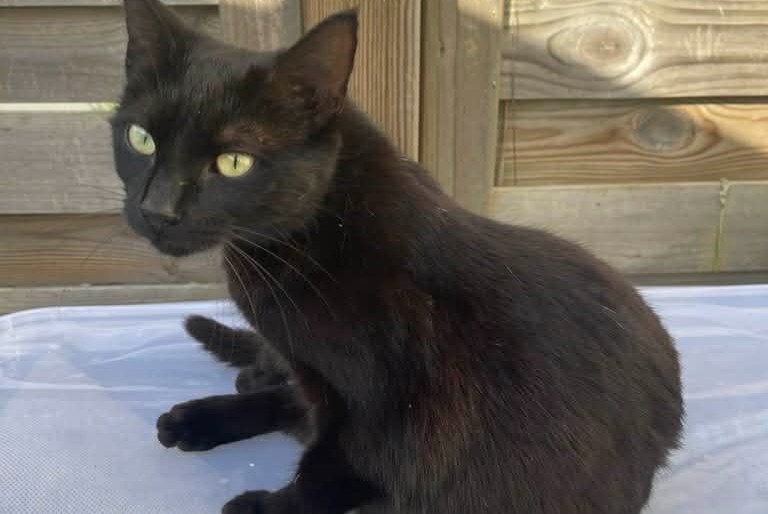Alerte Disparition Chat Femelle , 3 ans Dompierre-sur-Yon France