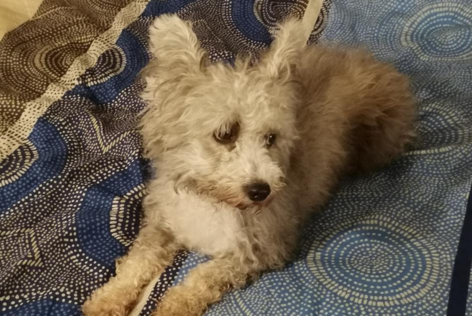 Alerte Disparition Chien  Femelle , 3 ans Vivario France