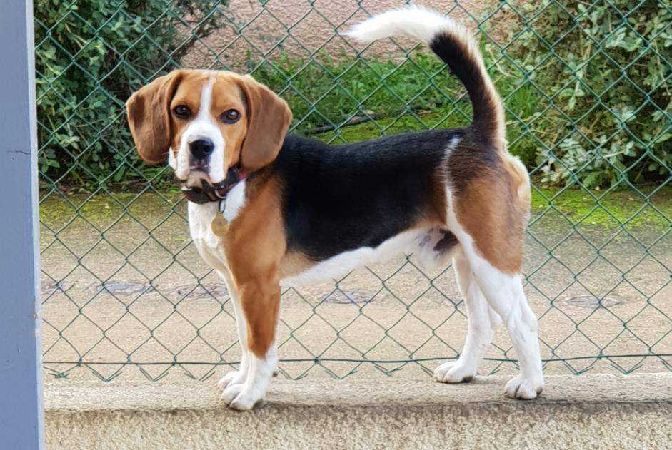 Alerte Disparition Chien Mâle , 6 ans Ghisoni France Alerte Disparition Chien Mâle , 6 ans Ghisoni France