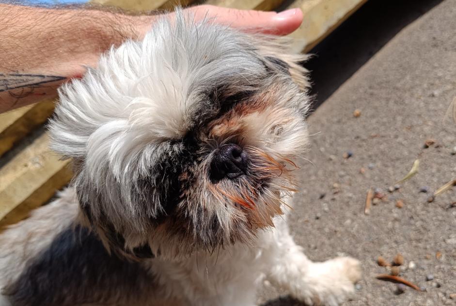 Alerte Découverte Chien Inconnu Lucciana France