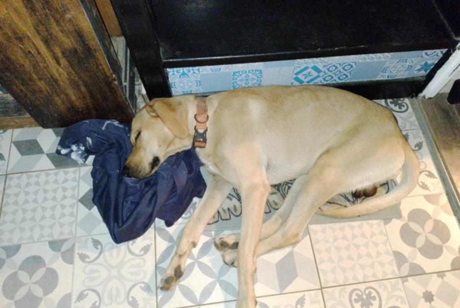 Alerte Découverte Chien  Mâle Borgo France