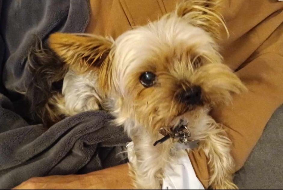Alerte Découverte Chien Mâle Furiani France Alerte Découverte Chien Mâle Furiani France