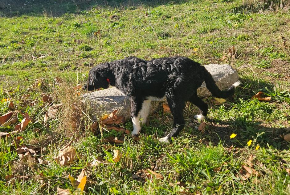 Alerte Découverte Chien croisement Femelle Morosaglia France Alerte Découverte Chien croisement Femelle Morosaglia France