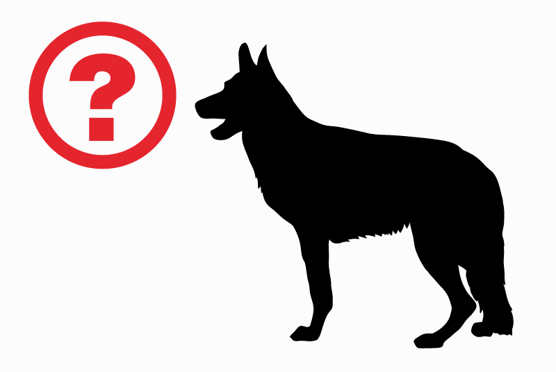 Verdwijningsalarm Hond rassenvermenging Mannetje , 10 jaar L'Île-Rousse Frankrijk