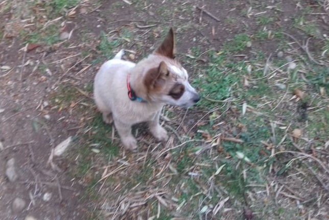 Avviso Ritrovamento Cane Non conosciuta Ghisonaccia Francia