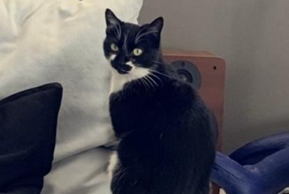 Avviso scomparsa Gatto Femmina , 6 anni Santa-Reparata-di-Balagna Francia Avviso scomparsa Gatto Femmina , 6 anni Santa-Reparata-di-Balagna Francia
