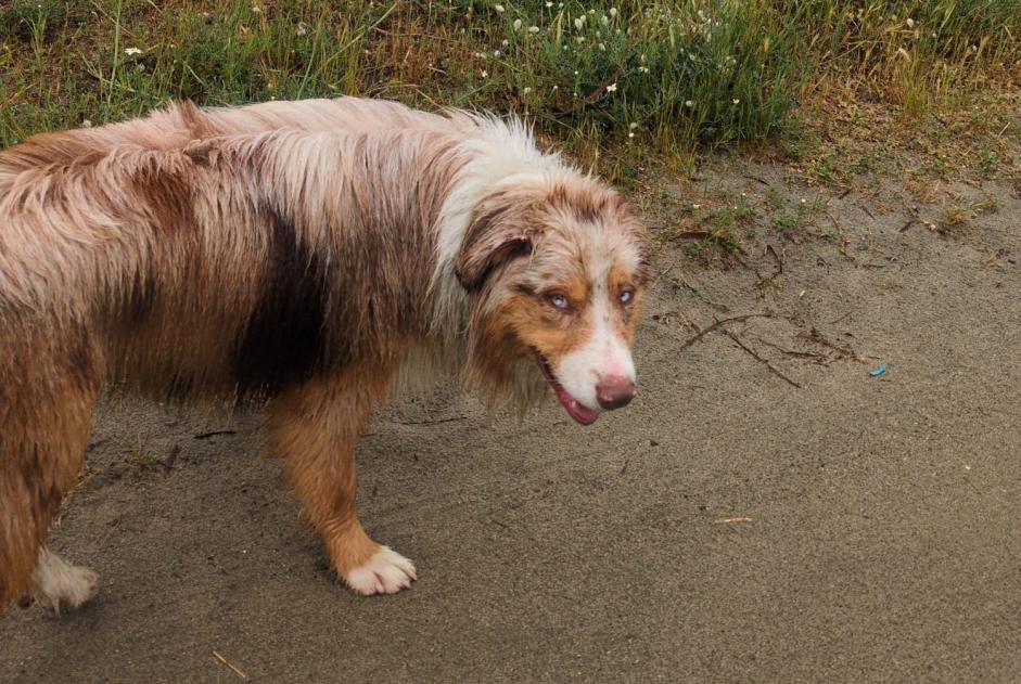 Fundmeldung Hond  Männlech Lucciana France