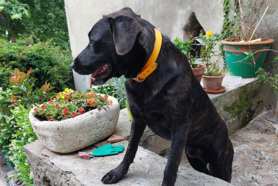 Ontdekkingsalarm Hond rassenvermenging Mannetje Santa-Maria-Poggio Frankrijk